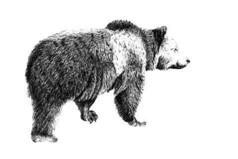 New Wholesale Customers – Free Sample Offer - Bear Blend