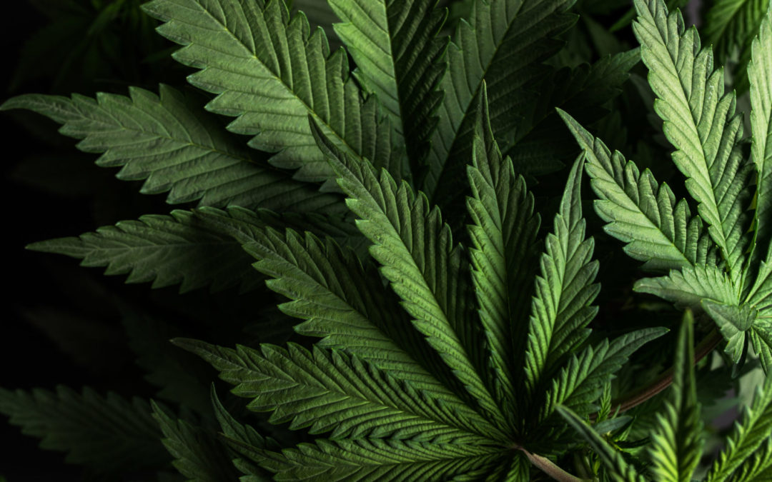 Got CBD? How Herbal Hemp Does a Body Good