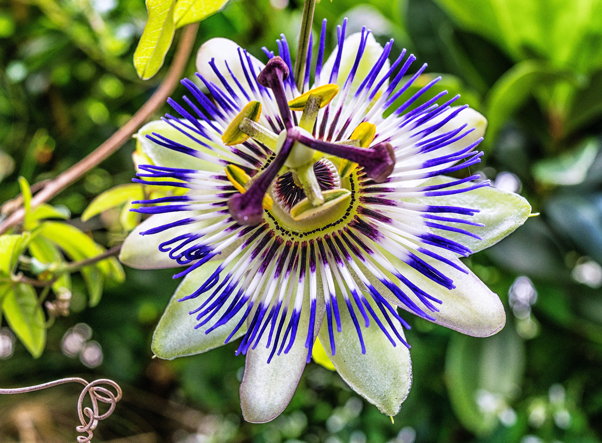 passionflower for sleep