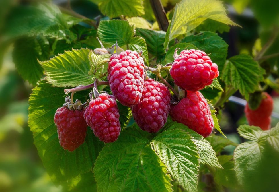 Benefits of Smoking Herbs Bear Blend