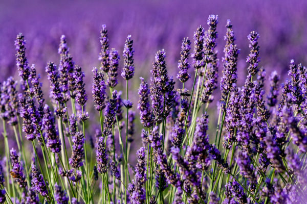 lavender for sleep