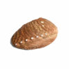 Abalone Shell - Image 8