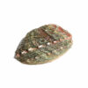 Abalone Shell - Image 9