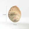 Abalone Shell - Image 10
