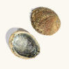 Abalone Shell - Image 6