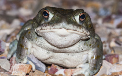 Could Psychedelic Toad Milk Treat Depression?