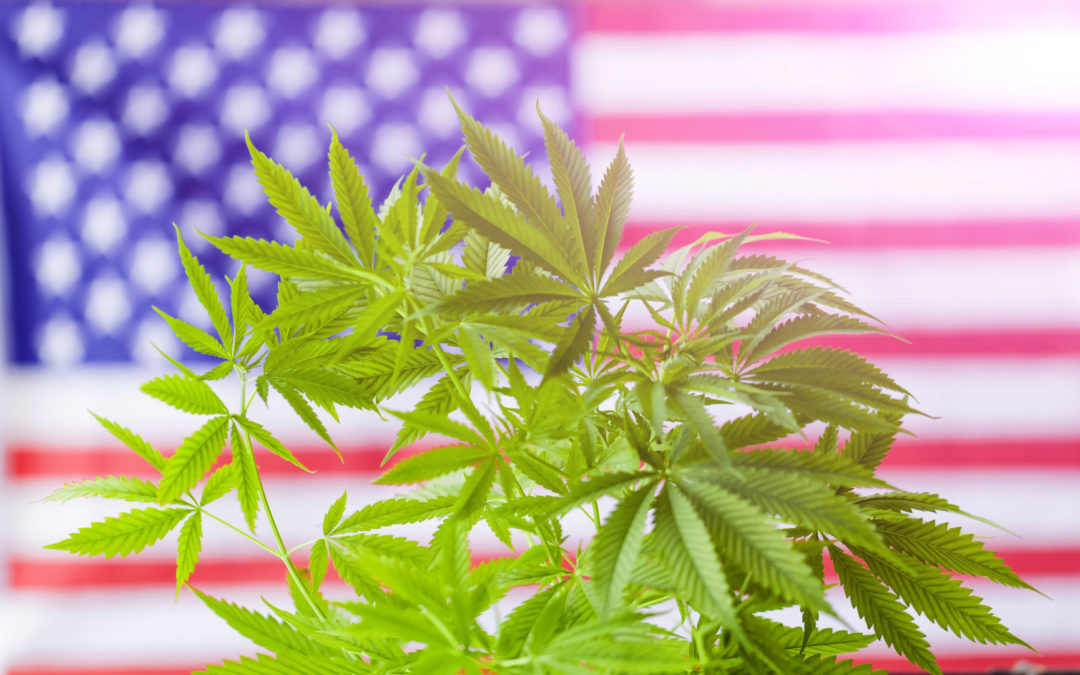 Shaman CBD Blend — The Sweet Taste of Freedom