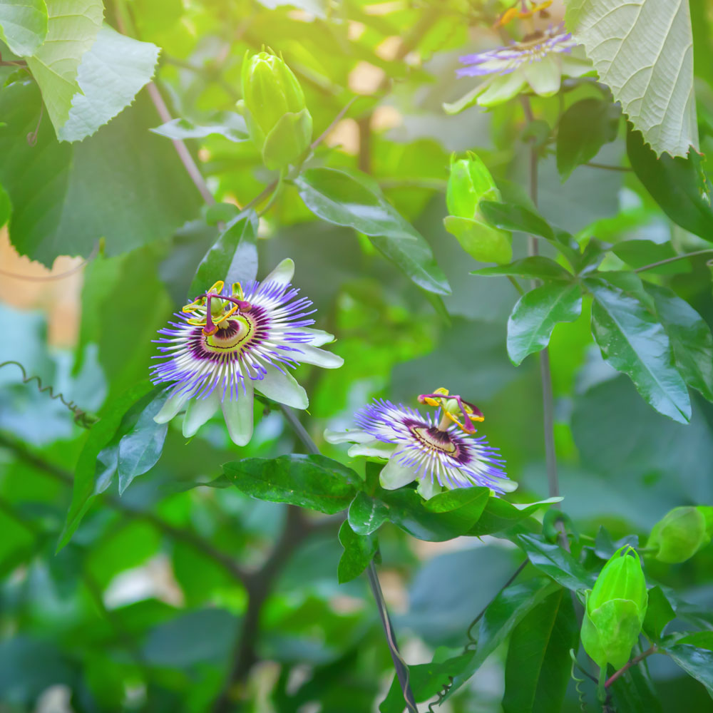 passion flower for sleep
