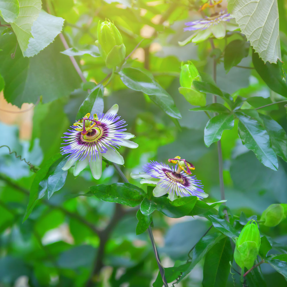 Passion Flower