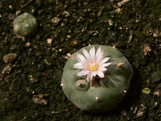 peyote cactus with flower