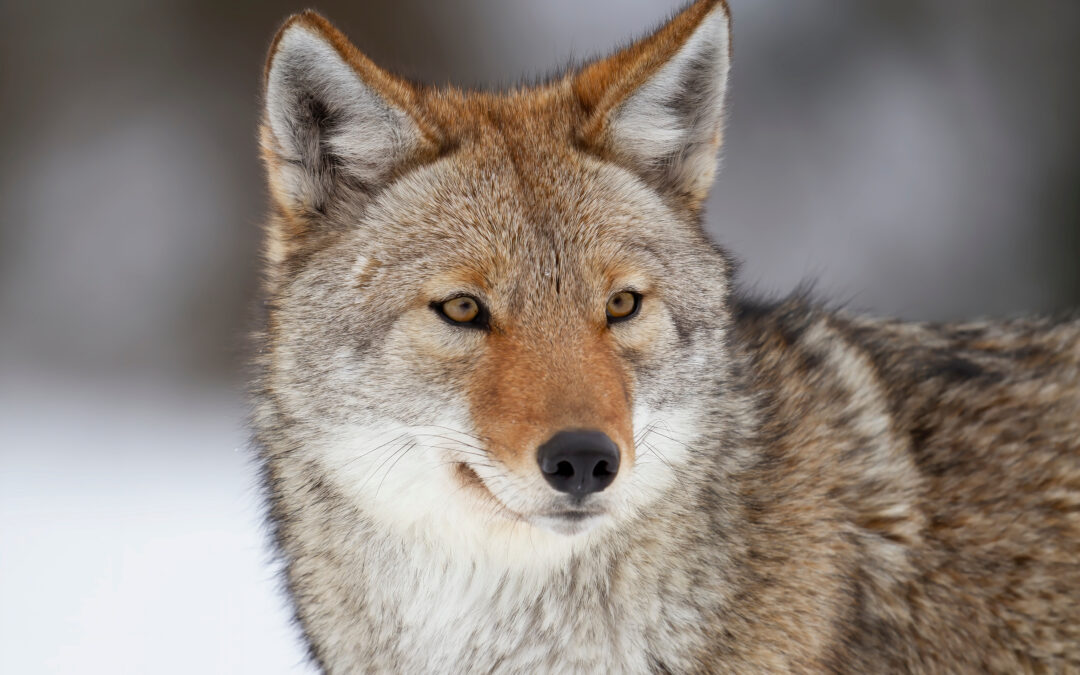 Coyote Medicine:  Light it Up, Laugh, Inhale — The Beauty of Insanity