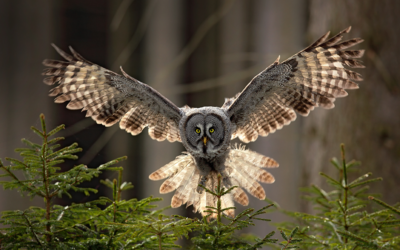 Owl Medicine: the Wonder of the Who, Why, and When of Moonlit Truth