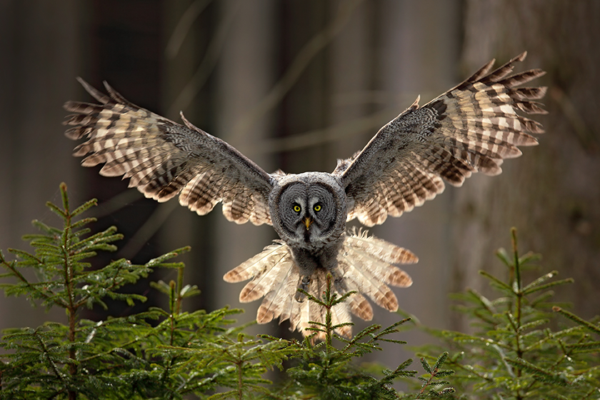 Owl Medicine: the Wonder of the Who, Why, and When of Moonlit Truth