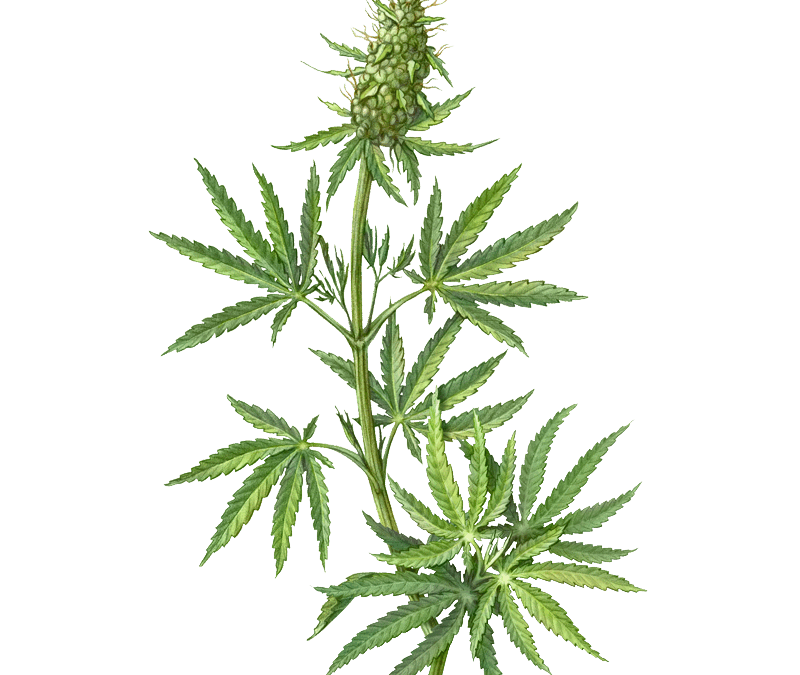 Hemp Flower
