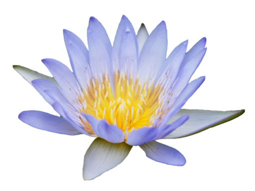Blue Lotus Flower: Purple Tranquility in an Herbal Smoke