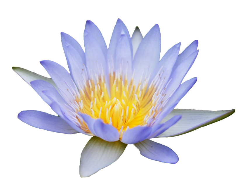 Blue Lotus Flower: Purple Tranquility in an Herbal Smoke