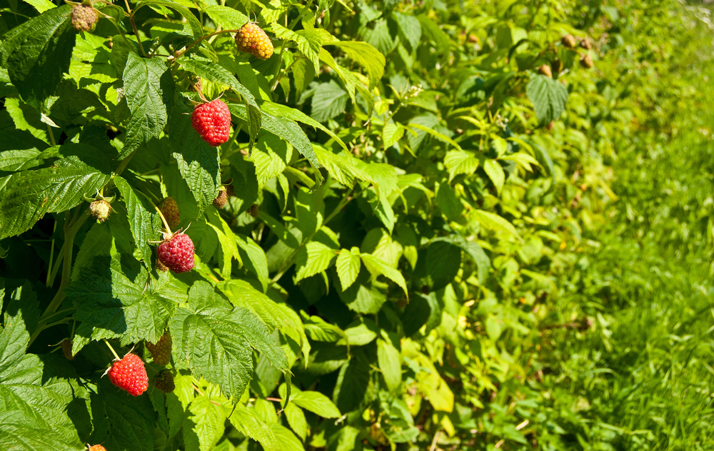 Discover Raspberry Leaf – The Reproductive Health Herb