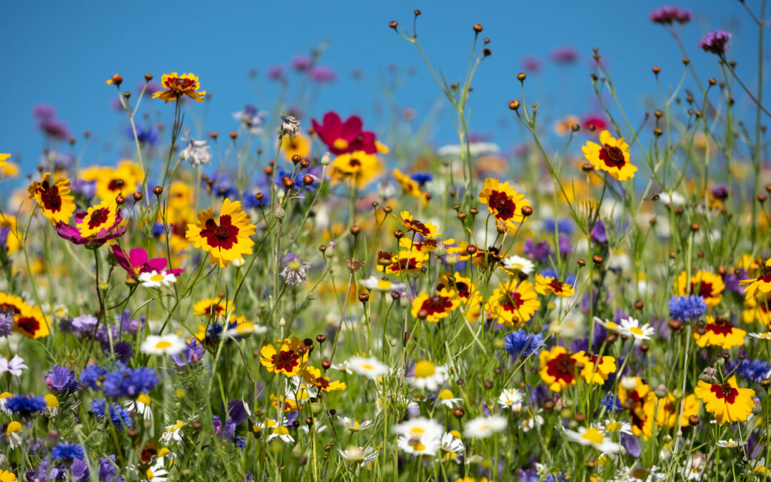 Herbs Are Kinda Nuts: Why Nature’s Biodiversity Will Blow Your Mind