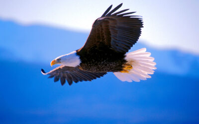 Eagle Medicine: How to Channel Winged Magic and Soar the Sky