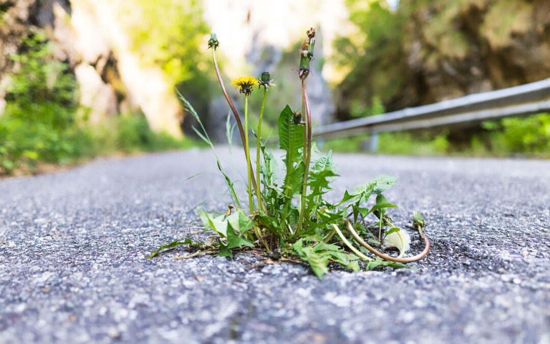 Ditchweed! 5 Smokable Herbs Growing by the Highway to Mellow Your Soul