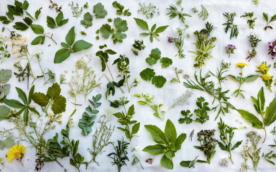 The Art of Wildcrafting Herbs: How to Taste the Earth and Live Abundantly