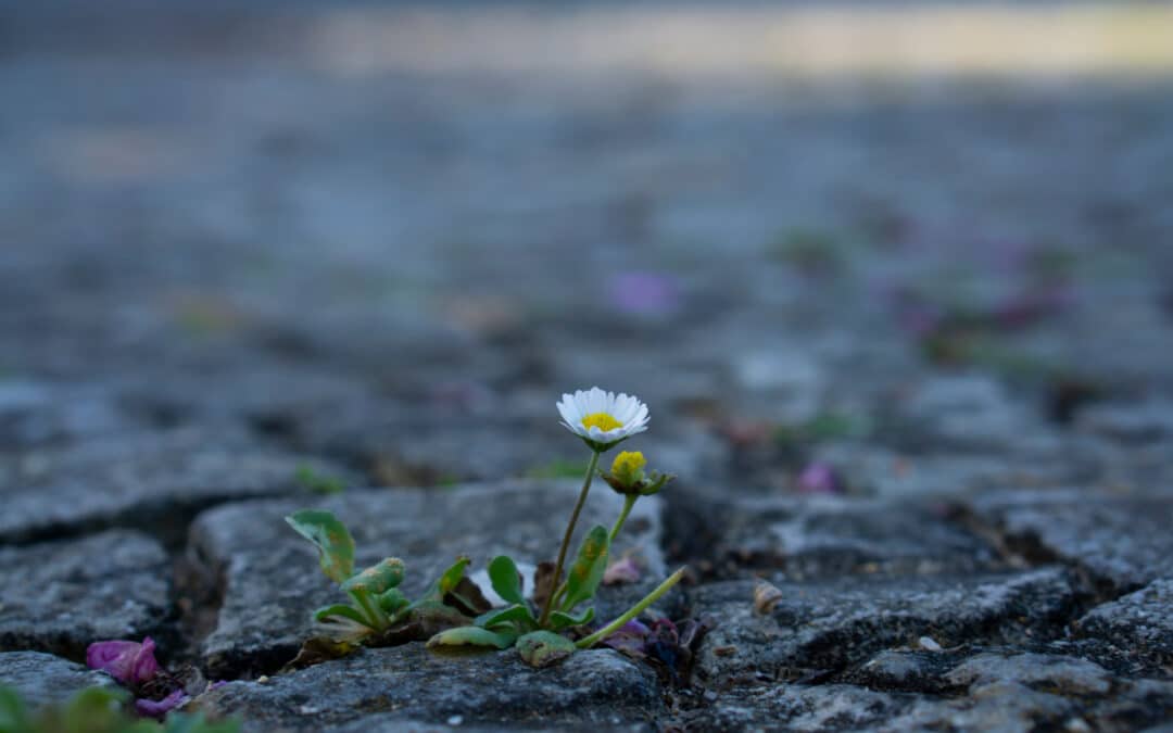 An Ode to Flowers: Wombs of Creation and the Source of All Life